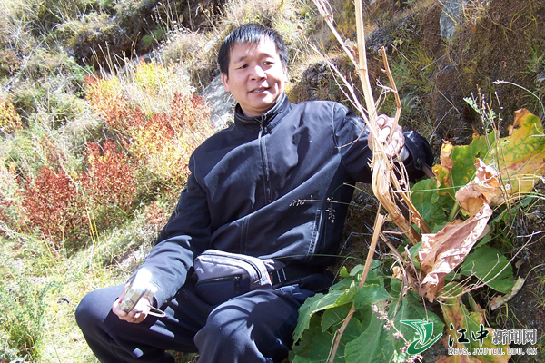 野外藏药资源考察
